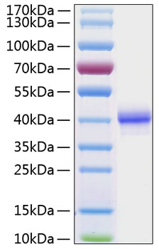 Recombinant human egf protein 50 µg