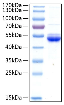 Recombinant human sectm1 protein 10 50 µg