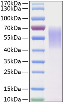 Recombinant human lypd3/c4.4a prote in (lypd3,c4.4a,mig-c4) o95274 10 µg