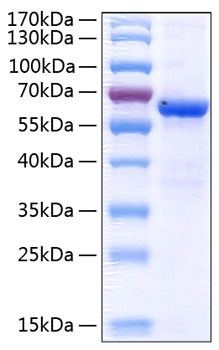 Recombinant human jam-a protein 50 µg