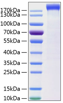 Recombinant human leptin r/cd295 pr otein (lepr,lep-r,hub219,cd295,dkfzp686b1731,obr,leptin receptor)