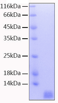 Recombinant human nedd8 protein 20 µg