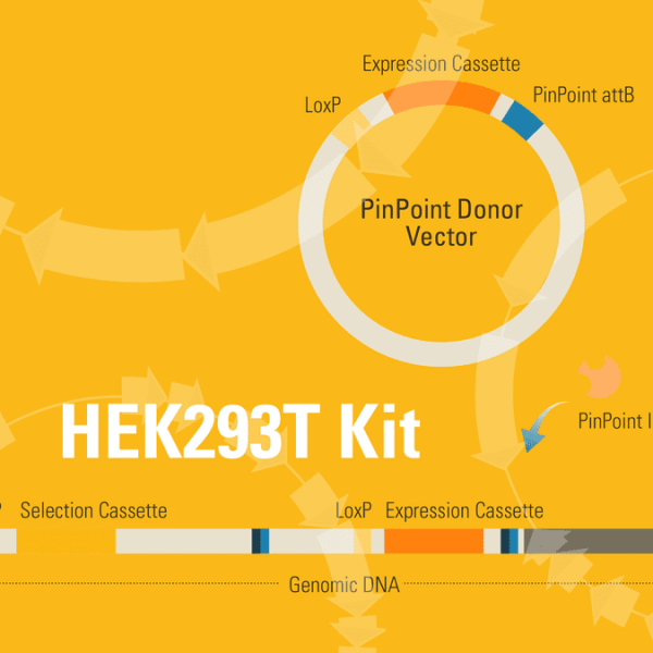 Pinpoint-fc 293t platform kit for targeted gene insertion (includes pin320a-1 pin200a-1 pin510a-1 pin600a-1) 1 kit