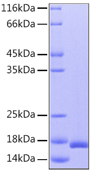 Recombinant human il-36ra protein 50 µg