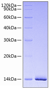 Recombinant human estrogen receptor protein 1000 µg