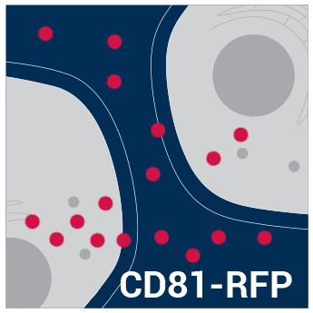 Pct-cd81-rfp (pcmv exosome/secretory cd81 tetraspanin tag) 10 µg