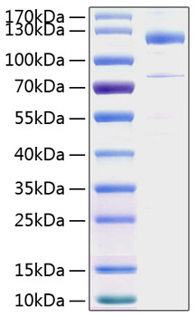 Recombinant human thbs1 10 µg