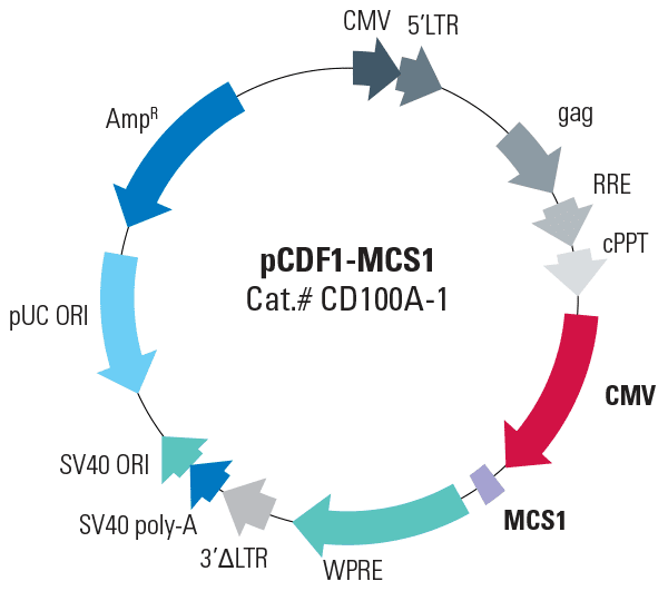 Pcdf1-mcs1 cdna cloning and expression vector 10 µg
