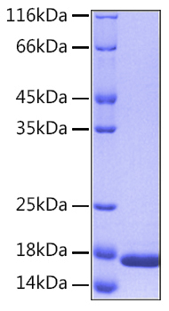 Recombinant human il-36 alpha prote in 10 µg