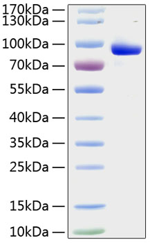 Recombinant human flt3 protein 100 µg