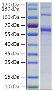 Recombinant human cd70 protein 100 µg