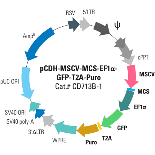 Pcdh -mscv-mcs-ef1-gfp+puro cdna cloning and expression vector 10 µg