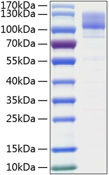 Recombinant human itgb1/integrin be ta-1/cd29 protein 50 µg
