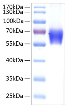 Recombinant human pd-1 protein 500 µg