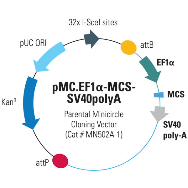 Pmc -ef1-mcs-sv40polya10 µg 10 µg