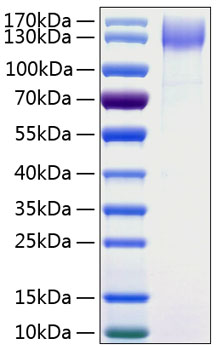 Recombinant human dner protein 100 µg