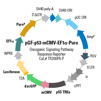 Pgf -p53-mcmv-ef1-puro (plasmid) 10 µg