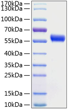 Recombinant human frizzled-5 protei n 10 µg