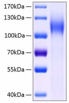 Recombinant human cadherin-17/li-ca dherin/cdh17 protein 500 µg
