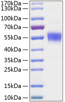 Recombinant human btla protein 100 µg