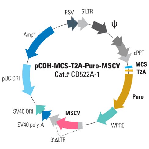 Pcdh -mcs-t2a-puro-mscv cdna cloning and expression vector 10 µg