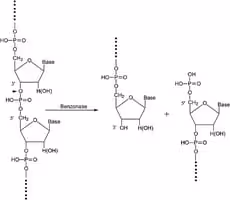 BENZONASE NUCLEASE, RECOMBINANT et 25 KU