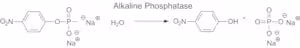 Phosphatase alkaline from bovine calf i 2 KU