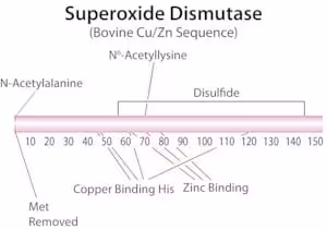 Superoxide dismutase from bovine erythro 15ku 15 KU