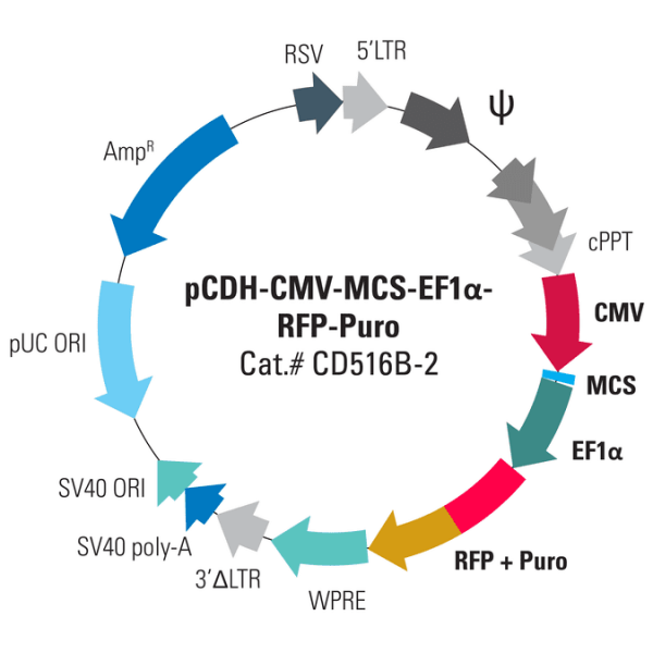 Pcdh -cmv-mcs-ef1-rfp+puro cdna cloning and expression vector10 µg 10 µg
