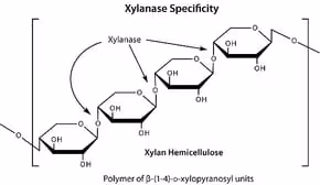 Driselase from basidiomycetes 1 g
