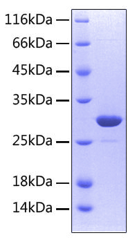 Recombinant human rank/tnfrsf11a/cd 265 protein 500 µg
