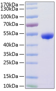 Recombinant human renin protein 100 µg