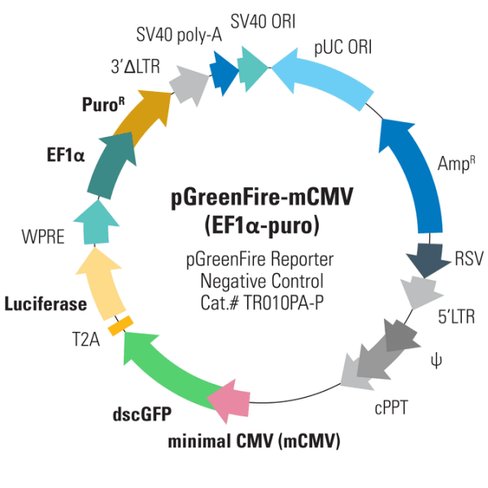 Pgreenfire1-mcmv virus (ptrh1 mcmv dscgfp t2a fluc) + ef1-puro sup 2,10^6 ifus