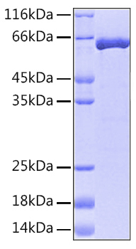 Recombinant human mapk1 protein 100 µg