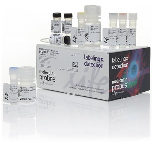 Click-it plus tunel assay for in situ apoptosis detection, alexa fluor 594 dye-1 kit