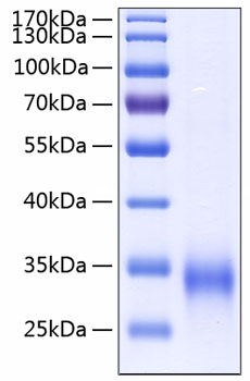 Recombinant human mbl2/mbl/colec1 p rotein 100 µg