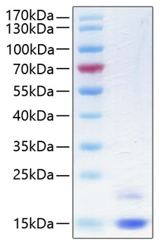 Recombinant human cst6 protein 10 µg