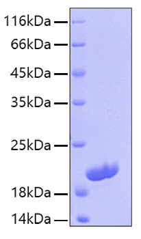 Recombinant human il-16 protein 50 µg