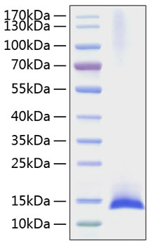 Recombinant mouse il-17f protein 10 µg