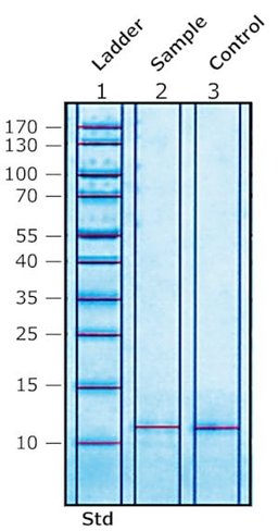 Colipase from porcine pancreas 0,5 mg