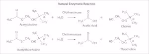 Acetylcholinesterase from electro 10 KU