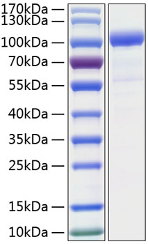 Recombinant human gcsf receptor pro tein 50 µg