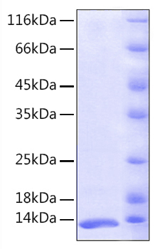 Recombinant human fkbp12 protein 50 µg