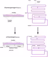 A-chymotrypsin type ii from bovine pancr 250 mg