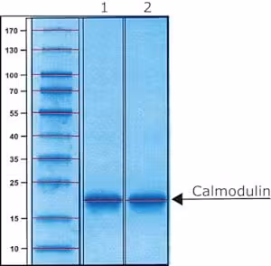 Calmodulin bovine recombinant 1 mg