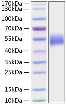 Recombinant human nectin-1/pvrl1/cd 111 protein 20 µg