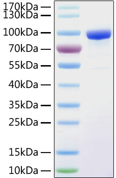 Recombinant human stfr protein 100 µg