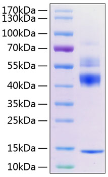 Recombinant mouse tgf-beta 1 protein 50 µg