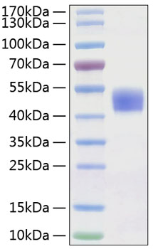 Recombinant human cd24 protein 20 µg