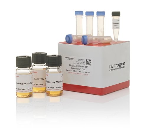 Megax dh10b t1r µLectrocomp cells-100 µL